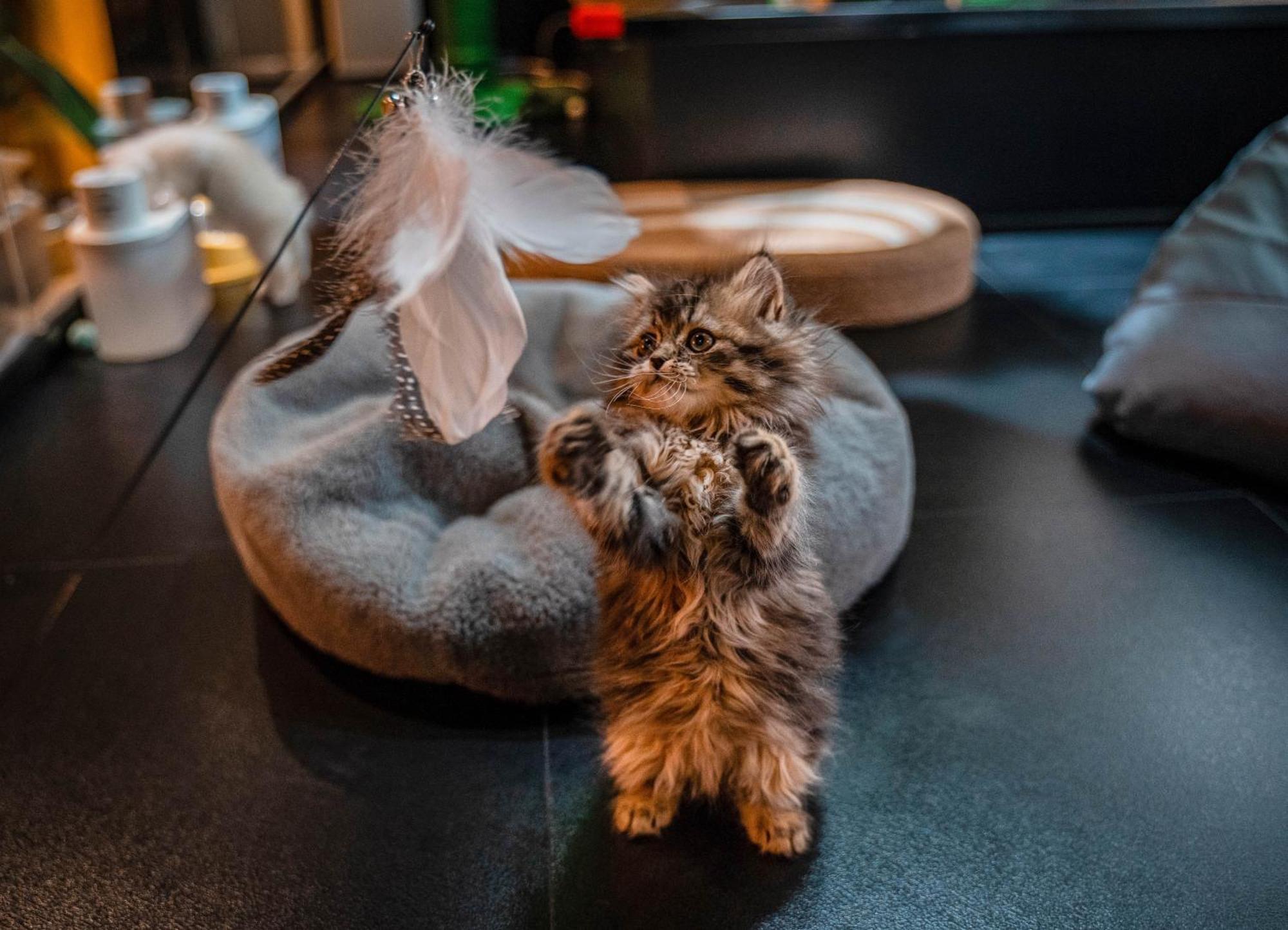 Hesu Designer Hotel & Suites -Near Xi'An Drum Tower And Yongning Gate -Free Laundry Luggage Storage -Kitty Cafe With Freshly Ground Coffee -24H Front Desk -English Service -Exclusive Subsidies For Dumpling Banquet & Show Exterior foto
