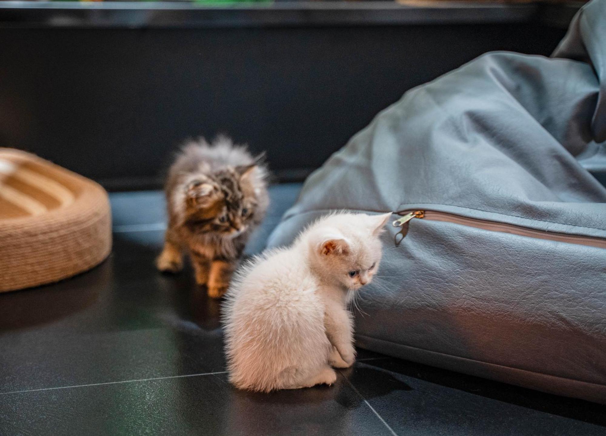 Hesu Designer Hotel & Suites -Near Xi'An Drum Tower And Yongning Gate -Free Laundry Luggage Storage -Kitty Cafe With Freshly Ground Coffee -24H Front Desk -English Service -Exclusive Subsidies For Dumpling Banquet & Show Exterior foto